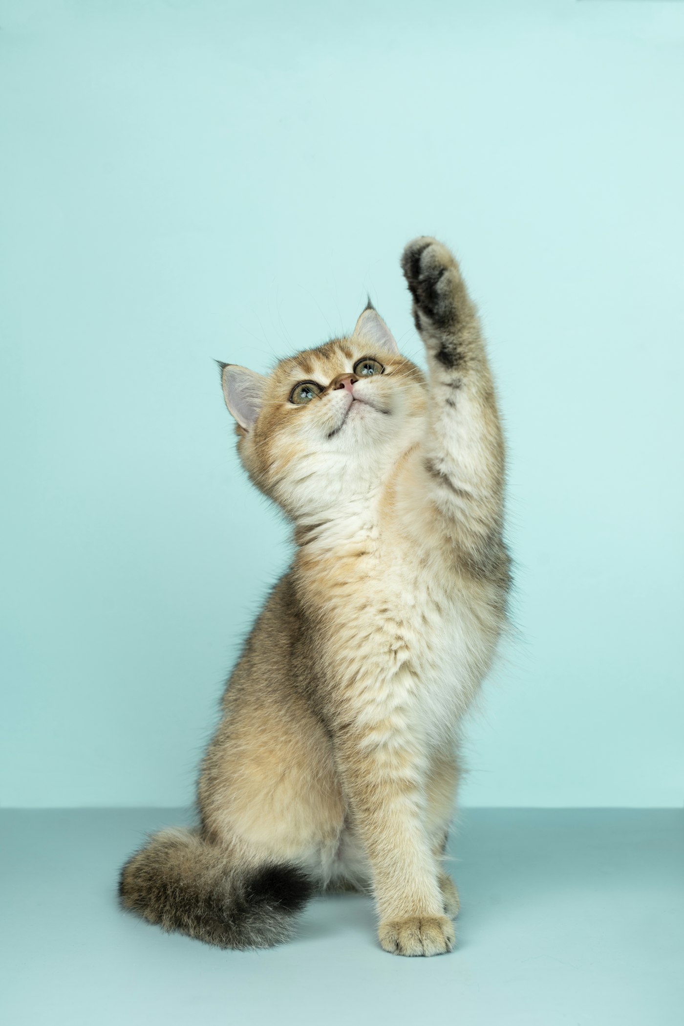 Por que gatos arranham móveis e como redirecionar o comportamento
