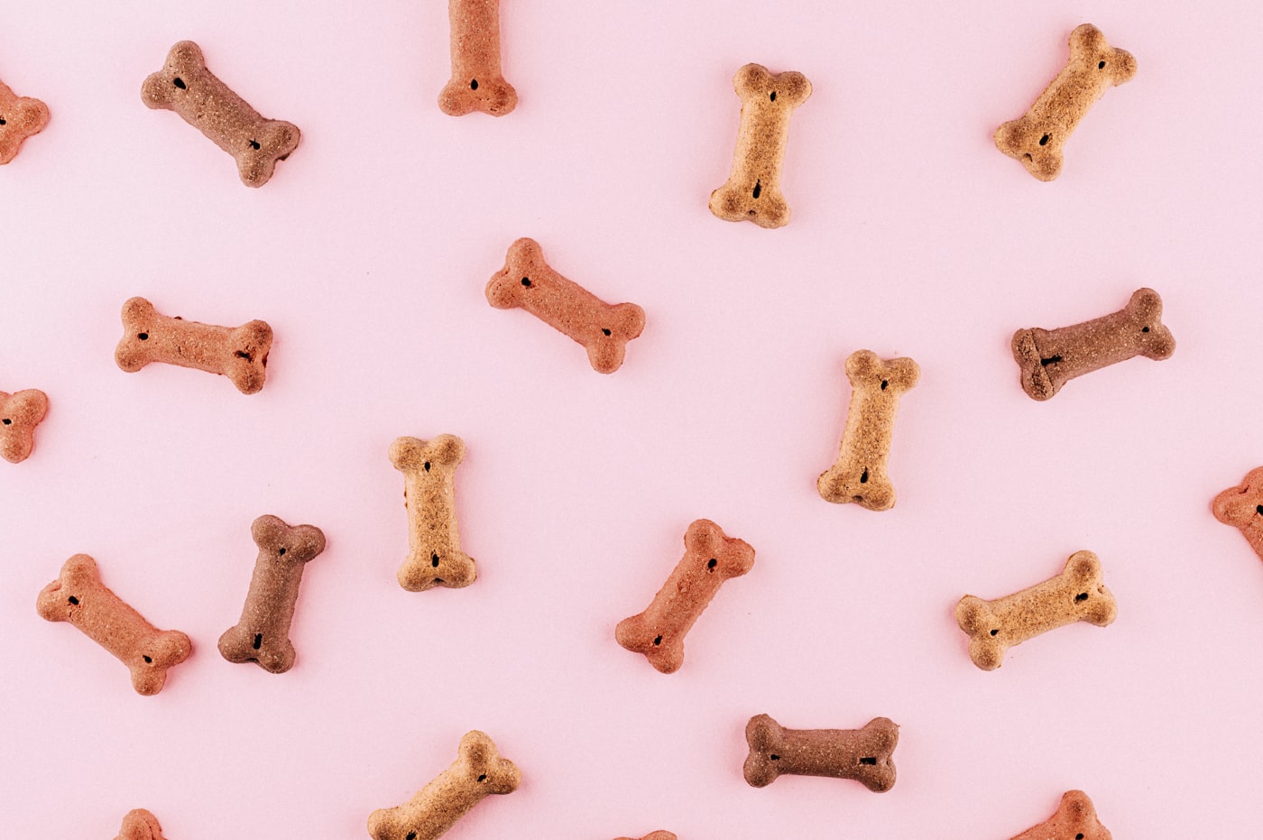 Alimentos humanos proibidos para cães: lista completa e por quê