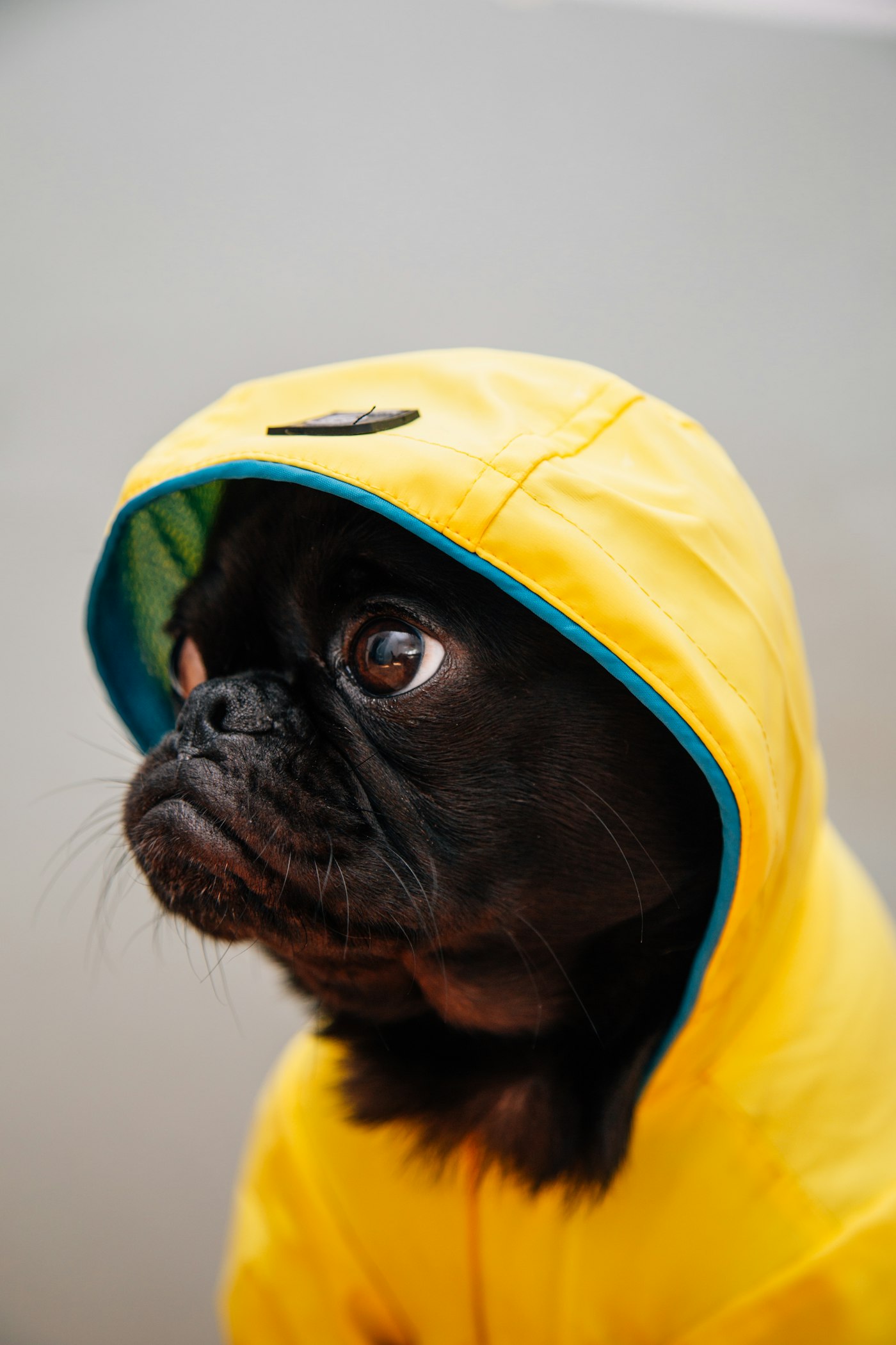 Pets idosos: adaptações na rotina e na alimentação