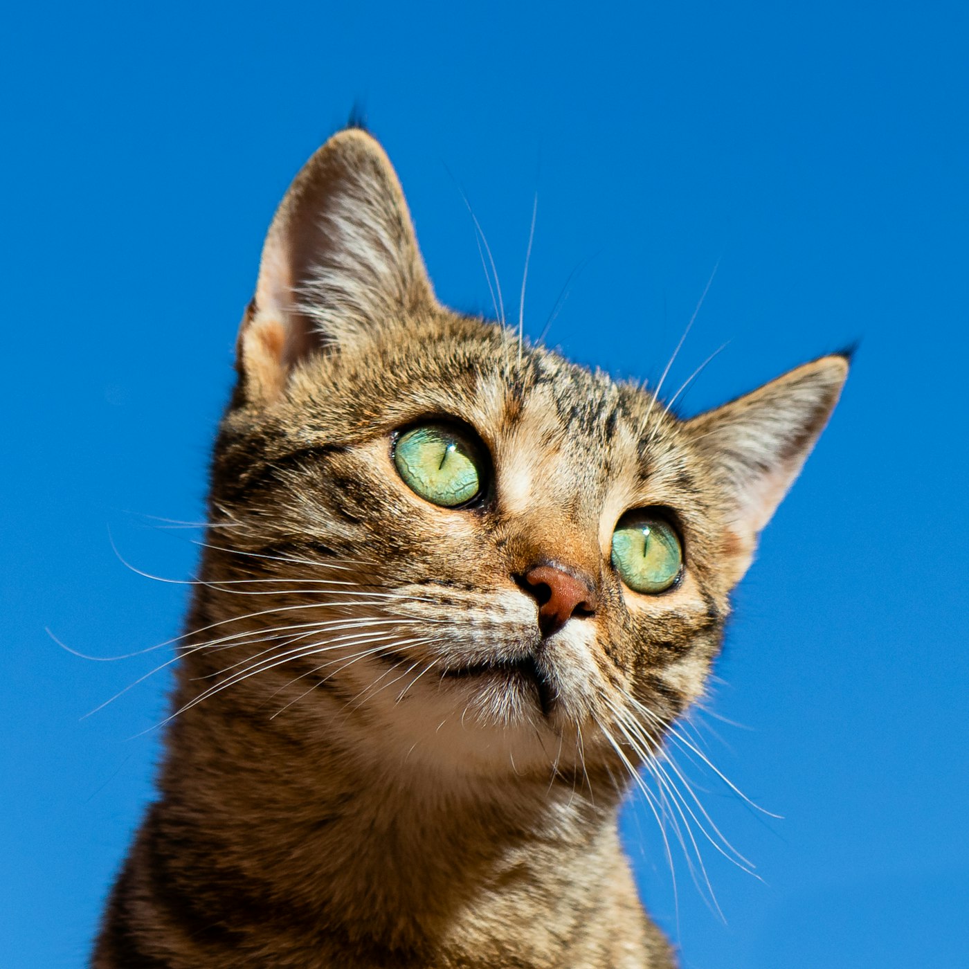 Diabetes em gatos: sinais precoces, manejo e qualidade de vida