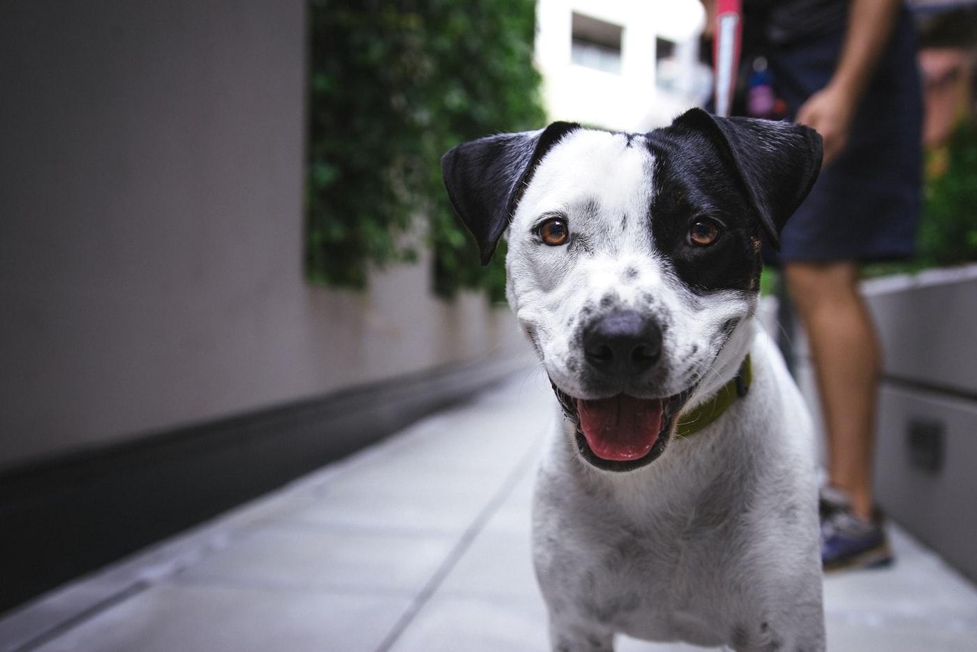 Por que cães comem grama: explicações comportamentais e clínicas