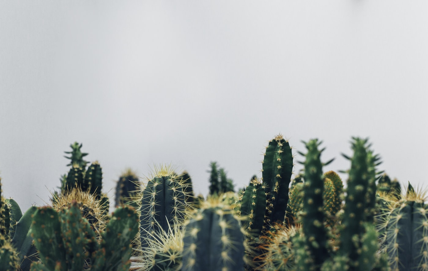 Plantas tóxicas para pets: o guia completo do que evitar em casa