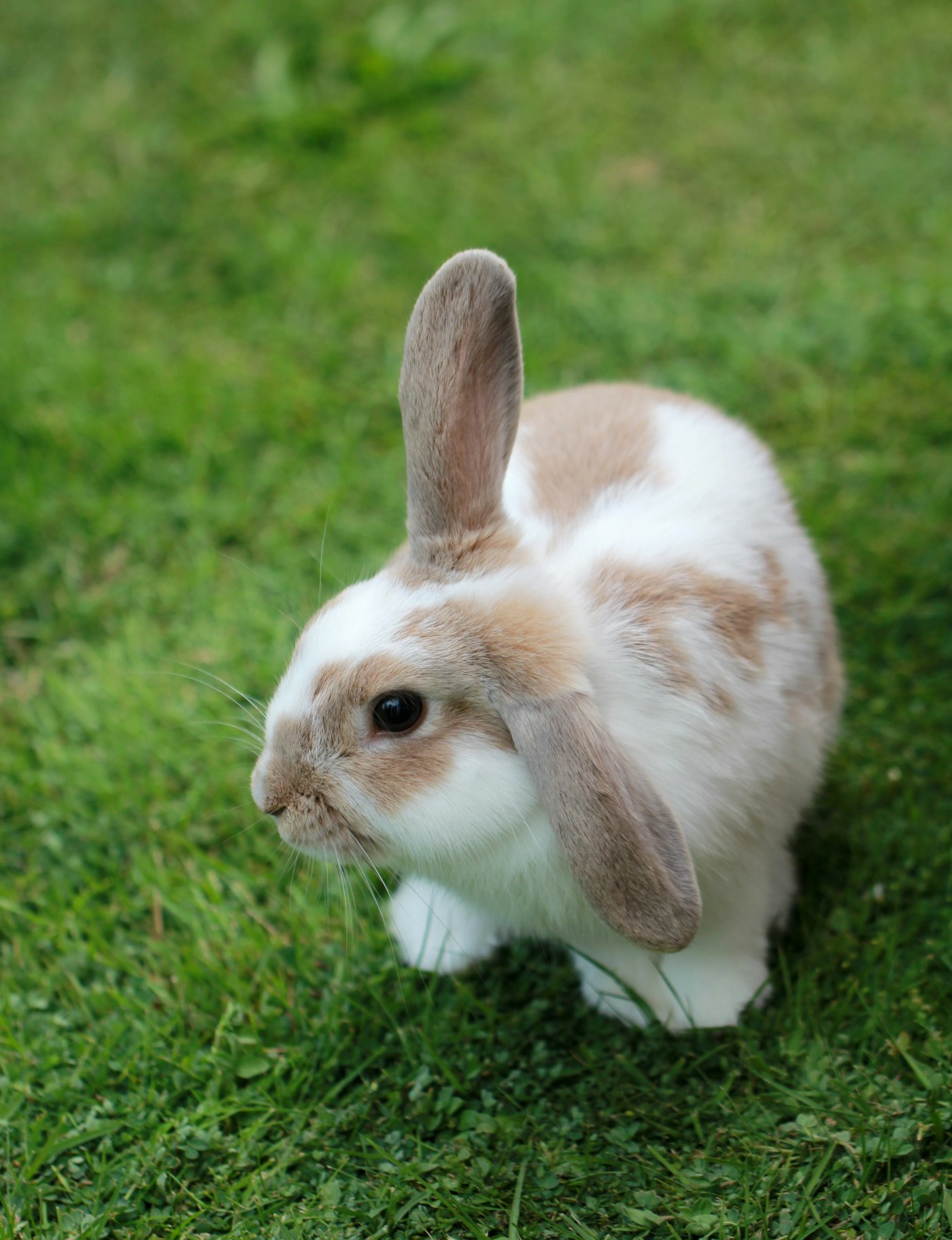 Pets exóticos: o que considerar antes de adotar coelhos, hamsters e aves