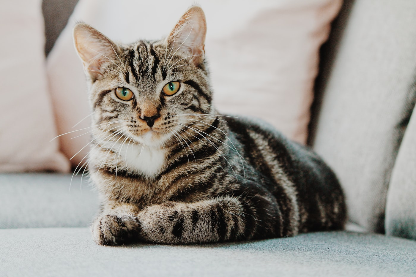 Gatos sem raça definida (SRD): por que são ótimos companheiros