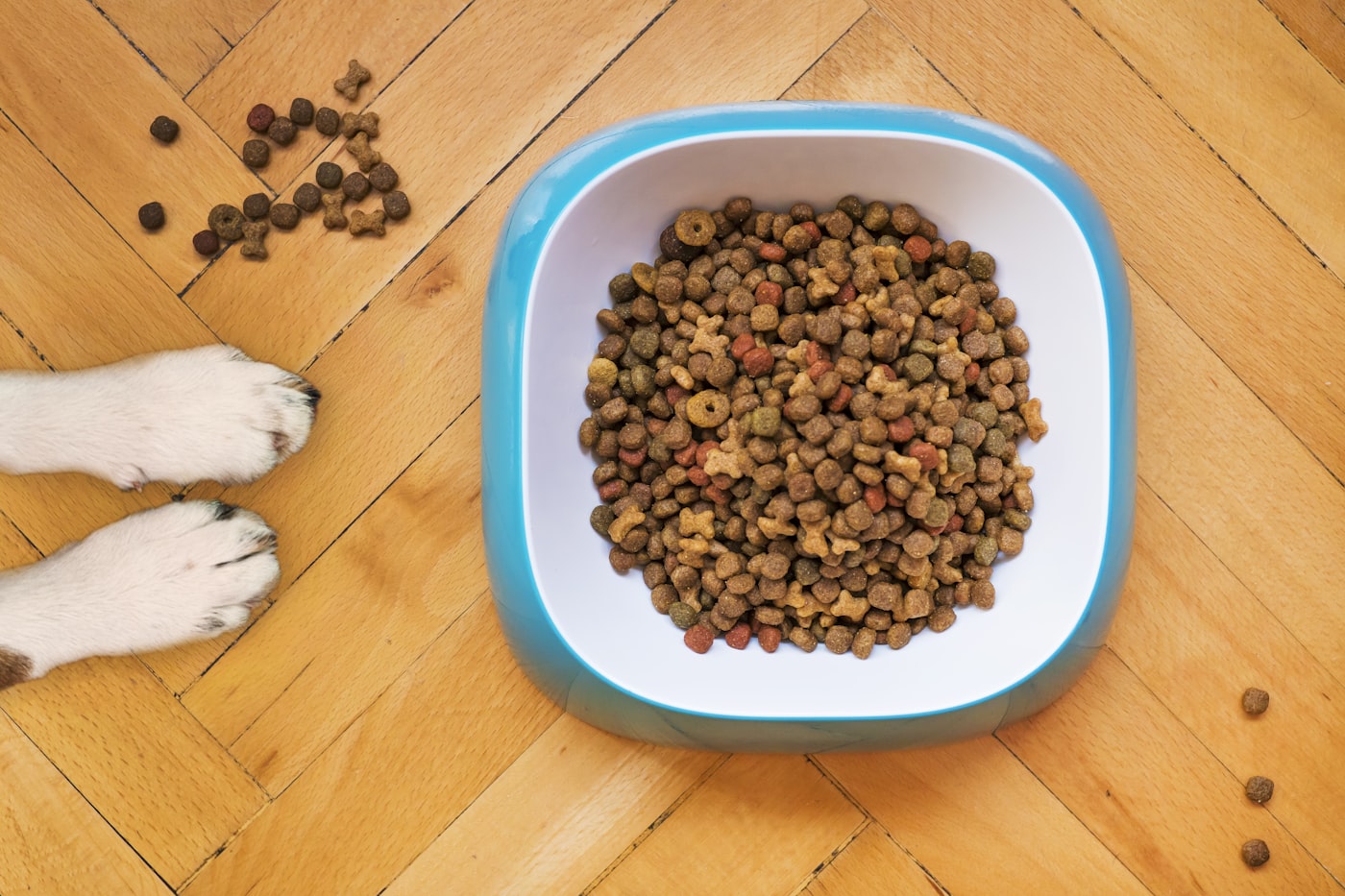 Como escolher uma ração adequada para o seu pet