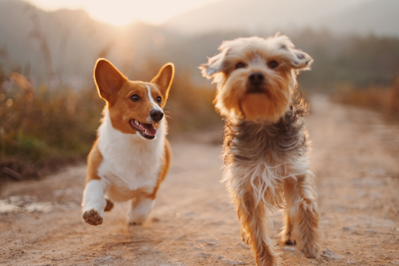 Como escolher um nome para o seu pet (e por que isso importa para o adestramento)