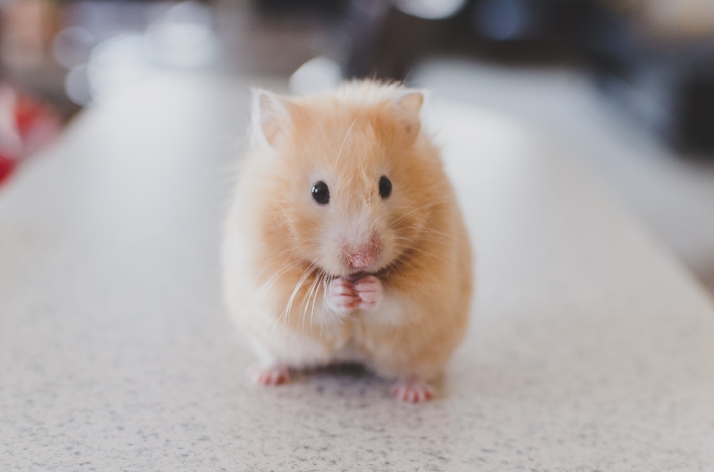 Hamster como pet: gaiola, alimentação e enriquecimento ambiental