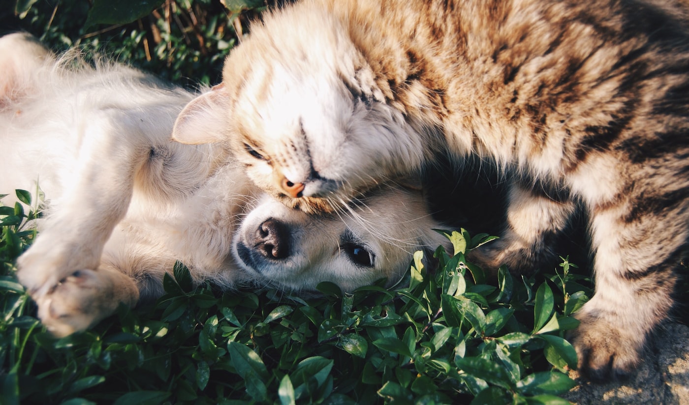Adoção responsável: o que considerar antes de levar um pet para casa